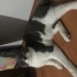 Bulut