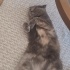 Maya