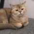 Boncuk