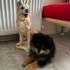ares