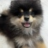 ares