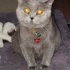 Süslü