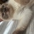 Zuzu