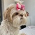 Misha