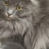 Arya