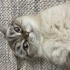 Bal