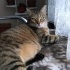 Mişa