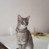 Leyla