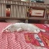 Pamuk