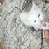 PAMUK