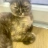 Dora