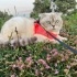 Pamuk