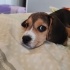 Maylo