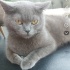Duman