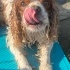 Ricco