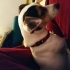Dilber