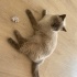 Bal
