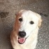 Lucy