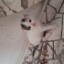 pamuk