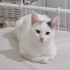 Pamuk