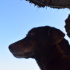 Chico