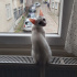 pamuk