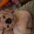 Ares