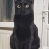 ORİ