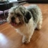 Cookie