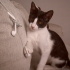 Duman