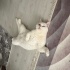 Pamuk