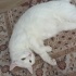 Pamuk