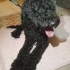 Black banda