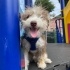 TEDDY