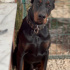 Ares