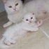 Miya