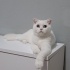 Pamuk