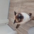 Ankara içi kedi sahi...