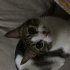 Pamuk