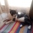 Gedson Oreo