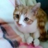 Limon