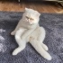 bulut