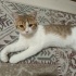 Pamuk