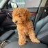 Fifi
