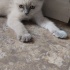 Miyav su