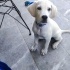 Bodhi