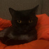 Miya