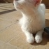 Asil