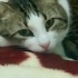 Sakız