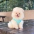 Pomerian boo